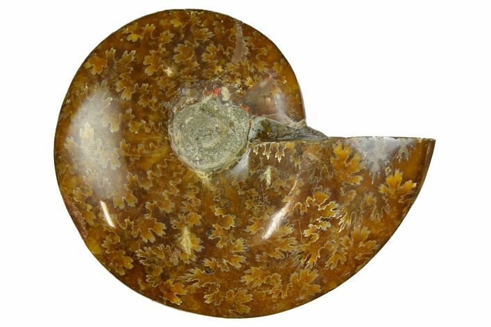 Polished, Agatized Ammonite (Cleoniceras) - Madagascar #164145